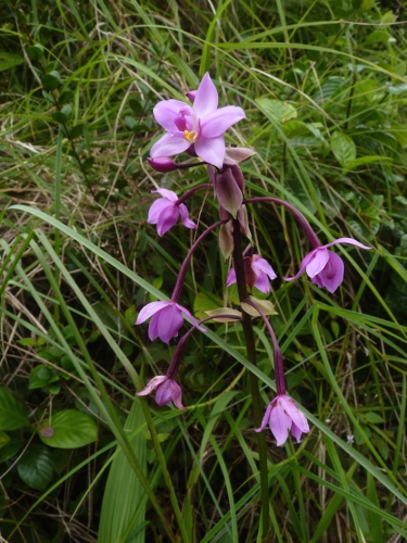 orchidée.JPG
