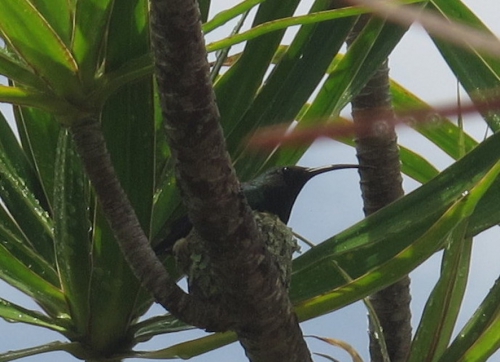 Colibri au nid.JPG