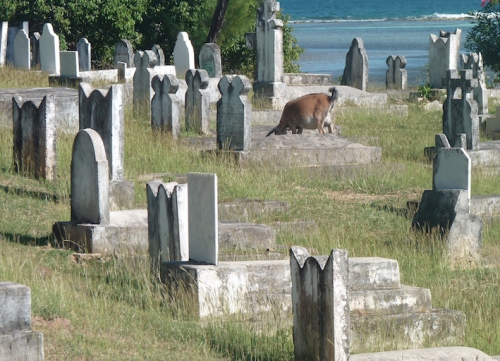 chèvre cimetière.JPG