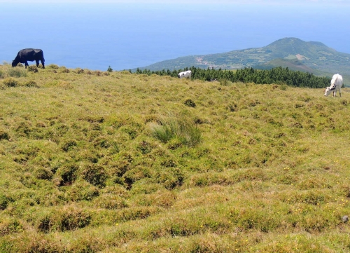 Vaches heureuses.JPG