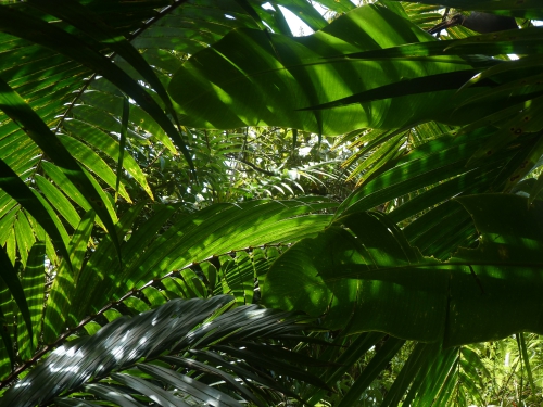 Emeraude 3.JPG