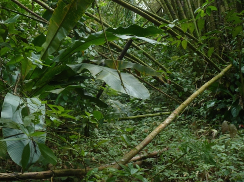sous bois.JPG