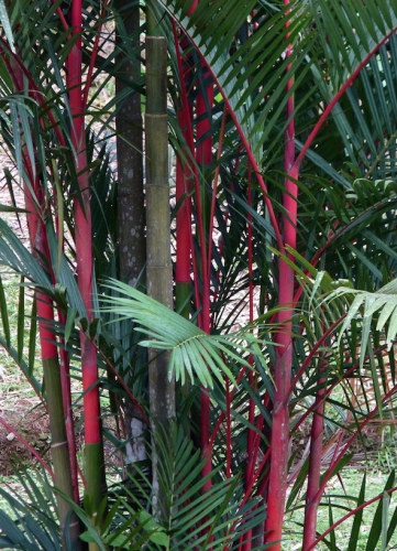 palmier rouge.JPG