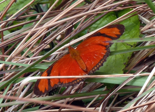 papillon.JPG
