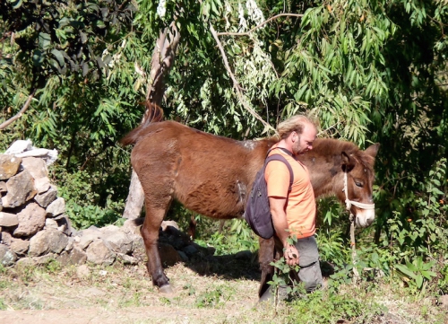 tapir et mule.JPG