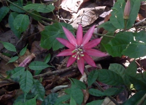 fleur rose.JPG
